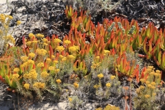 IMG_1054-Griffes-de-sorcières-et-Immortelle-des-dunes