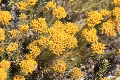 IMG_1057-Helichrysum-stoechas-Immortelle-des-dunes