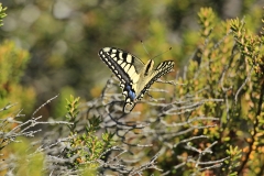 Machaon