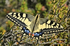 Machaon