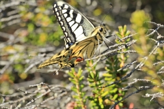 Machaon